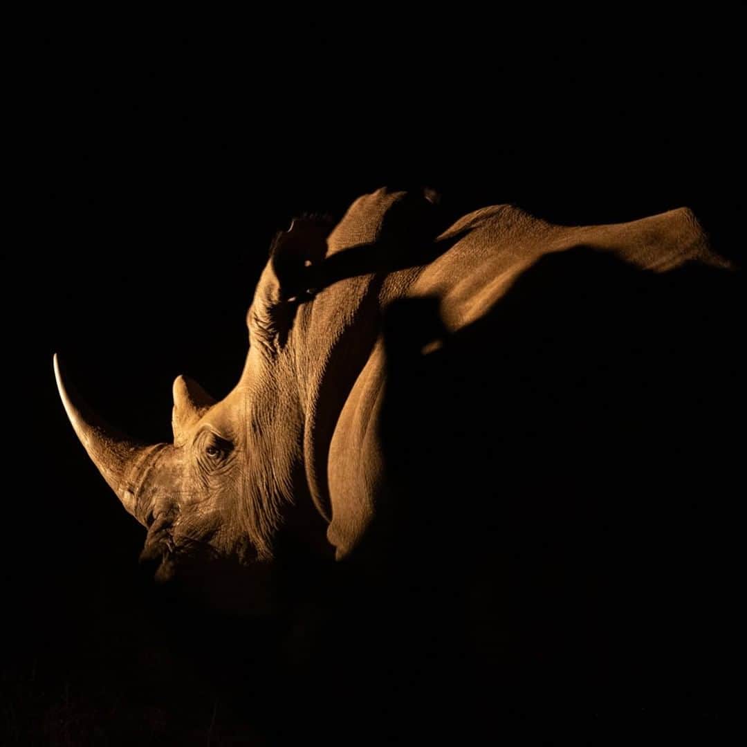 National Geographic Travelさんのインスタグラム写真 - (National Geographic TravelInstagram)「Photo by @daisygilardini  An unforgettable encounter with a white rhino in South Africa. There are five rhino species in the world. In Africa we find the two best known of the species, the black rhino and the white rhino. The Indian, Sumatran, and Javan rhinos are all found in Asia. All five species are at the edge of extinction because of human exploitation. Contrary to what many think, rhino horns are not prescribed as an aphrodisiac. In the Middle East, the horn is used for traditional dagger handles called “jambiyas,” a type of dagger with a short, curved blade and a medial ridge. Beautifully decorated with jewels, these knives represent a sign of manhood and devotion to the Muslim faith. In traditional Chinese medicine, rhino horn is used in powder form and is dissolved in an effort to treat fever, gout, rheumatism, and snakebites. Follow me @DaisyGilardini for more images and stories behind the scenes. #africa #rhino #rhinoceros #southafrica」7月8日 21時08分 - natgeotravel