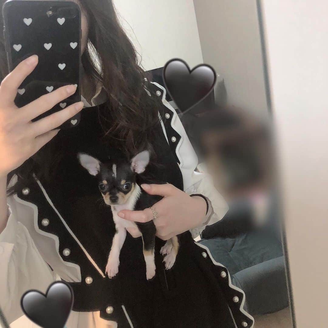 日下部美愛のインスタグラム：「癒し‪‪❤︎‬ @yuuki_sto ちゃんが最近飼い始めたイッヌ めるちゃんにこの前会ってきたんだ〜〜 え？可愛すぎない？まじでiPhoneサイズだった 犬が飼いたくなった、、、可愛い、、 ゆうきちゃんがやってるYouTubeにも、 めるちゃんの動画が載っててめちゃくちゃ可愛いから 見てみて！！🥰  #dog#instadog#animals#犬#犬のいる暮らし#いぬすたぐらむ#スムースコートチワワ」