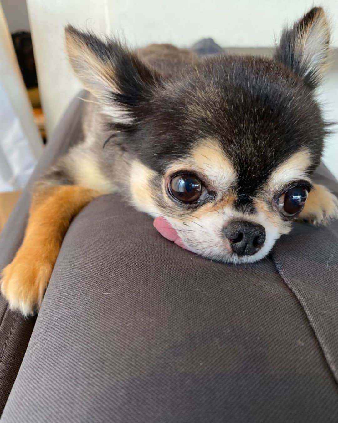 ティアラ（西内まりや）のインスタグラム：「脱力・・・👅今日はみんなどんな1日だった？  #ティアラ　#dog #pet  #犬　#犬のいる暮らし  #犬好きな人と繋がりたい  #チワワ　#べろ  #べろだし  #べろだしわんこ #ペット #ドッグラン　#首輪　#お散歩　#砂塗れ　#海 #ビーチ」