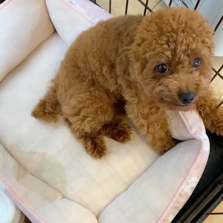 岡友美のインスタグラム：「昨日も今日もトイレ失敗しまくりまくりまくりすてぃ🐶 ソファーの替えそない無いで☔️☔️ 反省してる顔がなんとも言えんな💕 #トイプードルレッド  #女の子 #7ヶ月犬  #トイトレ苦戦中  #青空岡」