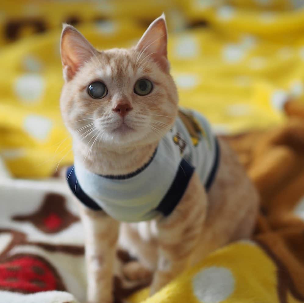 ruiruiのインスタグラム：「福ちゃんは元気です。 . . 計４回の放射線治療が終わりました。今日は早いお迎えだったせいか、いつもよりフラフラしてる時間が長く、落ち着くまでちょっと時間がかかりました💦 . そして福にとっては残念なことなのですが、来週から抗がん剤治療が始まります。 放射線が終わってしばらく様子を見てから始めるのかと思っていたのですが、福は血液の癌ということもあり来週からに…😔 副作用が心配ですが、癌細胞死滅のために福にはもう少し頑張ってもらおうと思います😔 . . . いつも福にたくさんの応援コメントをありがとうございます🙏🏻 . . Fuku received the last radiation therapy.  Anti-cancer drug treatment will start next week.  Wearing clothes to protect the treated area. . . #放射線治療 #皮膚型リンパ腫 #リメイク #手作り術後服 #福ちゃんは耳が聞こえない #福ちゃんは人間大好き #右目失明 #元野良猫 #保護猫 #猫 #にゃんこ #にゃんすたぐらむ #ねこ #茶トラ #ねこ部 #ふわもこ部 #ペコねこ部 #pecocat #mofmo #deafcat #cute #cat #cats #catlover #catstagram #instacat #Instagramcats #ilovemycat  #catsofinstagram #catstagram_japan」