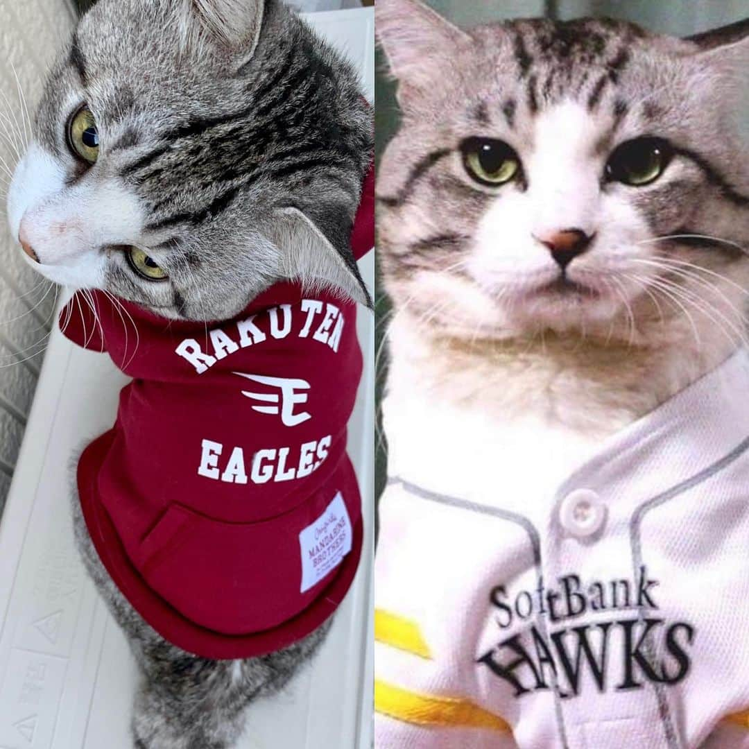 Nyankichi Noranekoさんのインスタグラム写真 - (Nyankichi NoranekoInstagram)「今夜は、ソフトバンク対楽天⚾️  #猫 #cat #고양이 #แมว #貓 #кошка #qata #chat #ニャンスタグラム #gato #catsofinstagram #ねこ部 #旅猫 #cats #野良猫 #ニャン吉 #japan #猫写真 #ねこ #seekor #ネコ #kitty #catlover #動物 #楽天 #楽天イーグルス #イーグルス #東北楽天ゴールデンイーグルス #福岡ソフトバンクホークス #ソフトバンクホークス」7月8日 21時43分 - noraneko_nyankichi