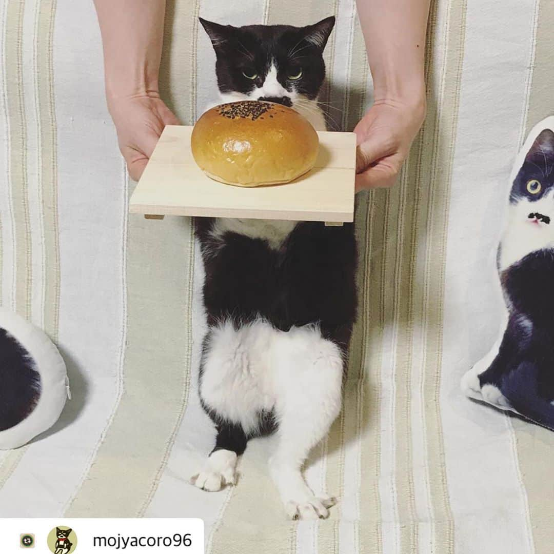 猫ラボのインスタグラム