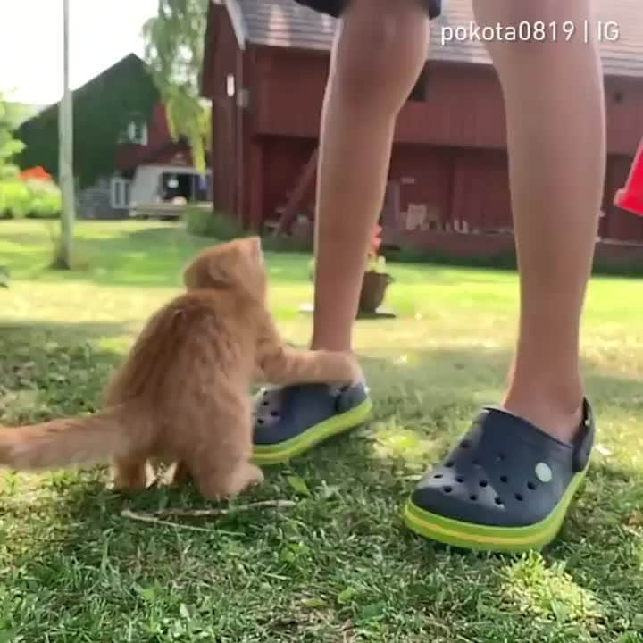 Aww Clubのインスタグラム