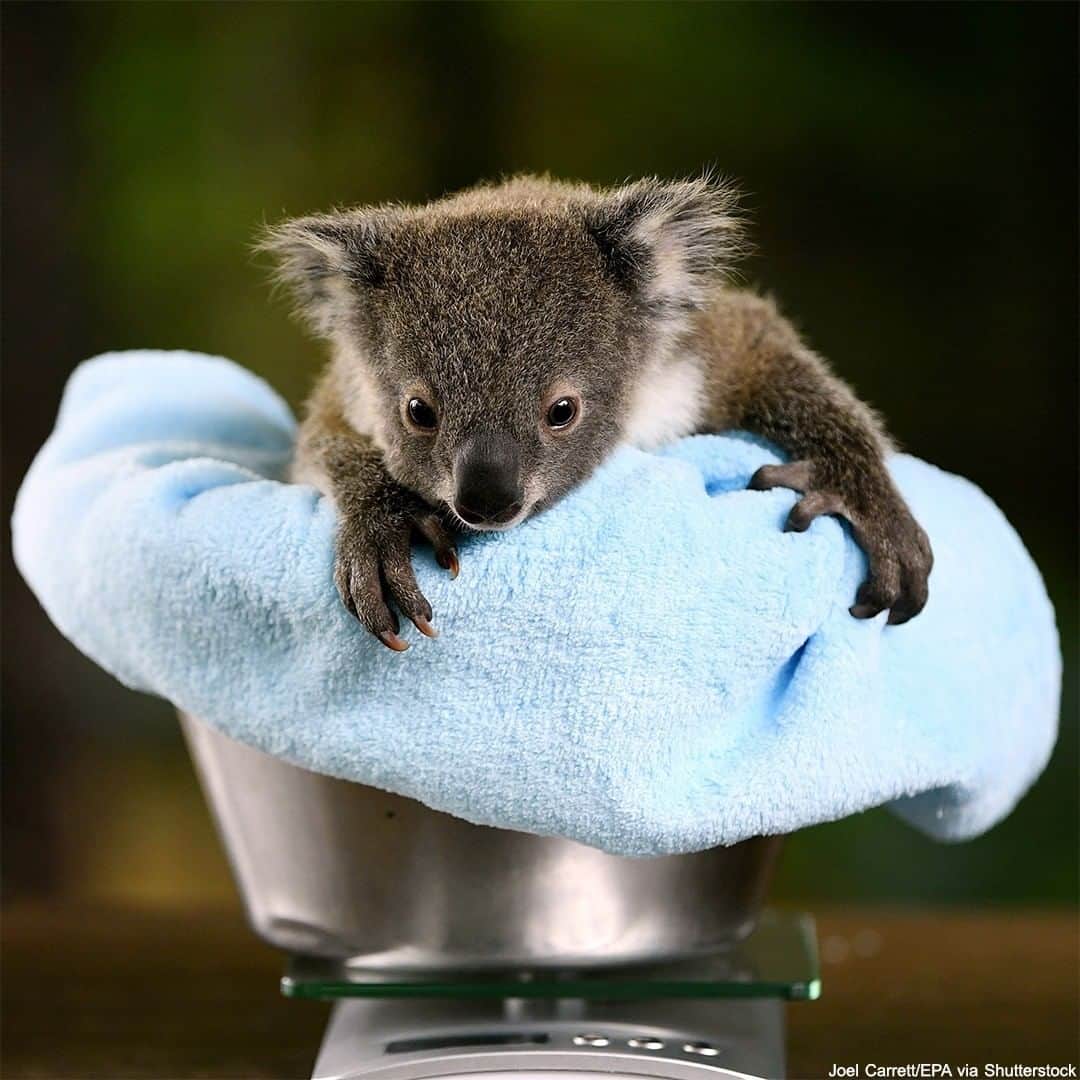 ABC Newsさんのインスタグラム写真 - (ABC NewsInstagram)「WEIGH-IN: An adorable 8-month-old koala joey named Jasper is weighed at WILD LIFE Sydney Zoo in Australia. #koalas #animals #zoos #cuteanimals #babyanimals」7月8日 22時01分 - abcnews