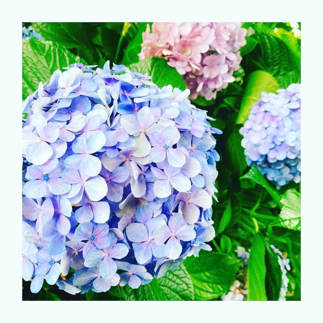 佐竹明咲美さんのインスタグラム写真 - (佐竹明咲美Instagram)「きれいな紫陽花😊 近所ではまだまだ見ごろでした🌸 癒されますね✨  #紫陽花 #梅雨」7月8日 22時20分 - asami_satake