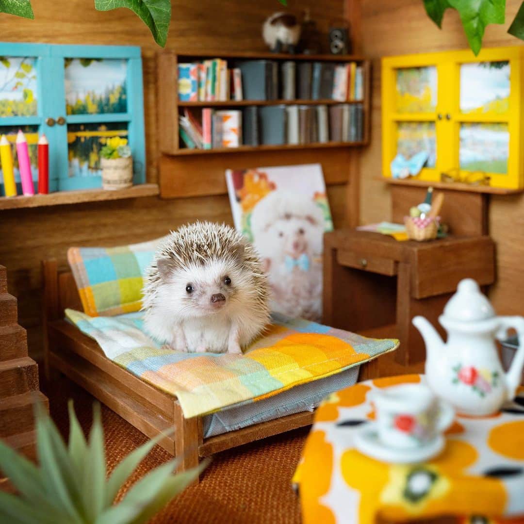 ダーシーのインスタグラム：「Koala seems to like Chopin's atelier🐨💛」