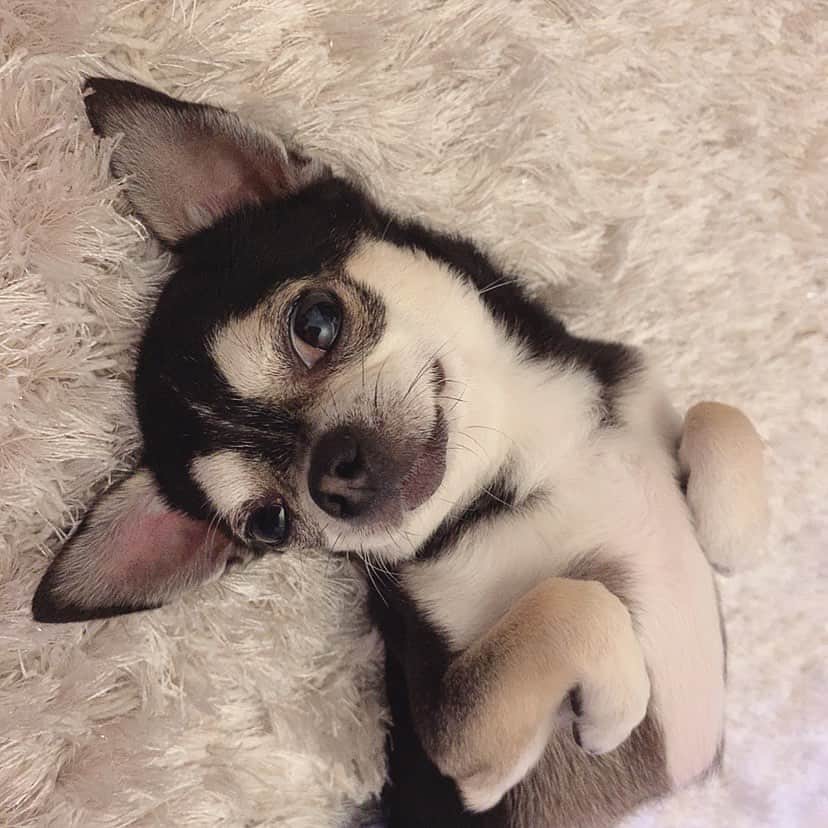 のインスタグラム：「.     かわぃぃぃ🥺🥺　 　 　 .」