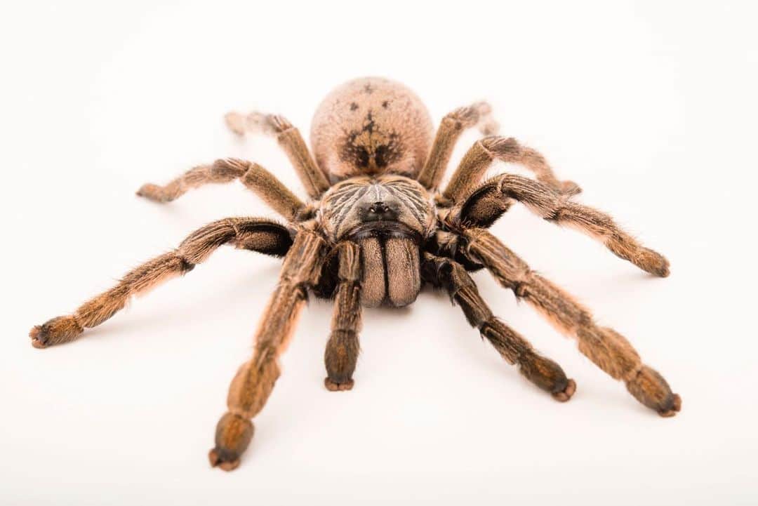 Joel Sartoreさんのインスタグラム写真 - (Joel SartoreInstagram)「Baboon spiders, like the Mozambique baboon tarantula @oneabq, are a sub-family of tarantula that includes more than forty different species. Their common name comes from their hairy appearance and from the pads of the spider’s “feet” which closely resemble the color and texture of a baboon’s finger. #tarantula #baboon #spider #hairy #PhotoArk #savetogether」7月8日 22時57分 - joelsartore