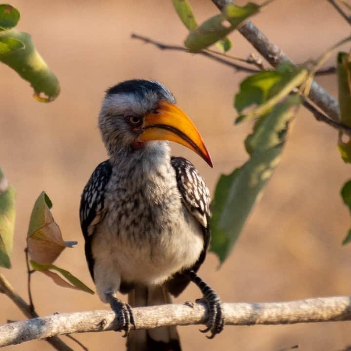 Discoveryさんのインスタグラム写真 - (DiscoveryInstagram)「Southern Yellow-billed Hornbill enjoying the sun and giving some mad side eye in Krüger-Nationalpark, Aug 2019. This is the same species as Zazu, from the Lion King!  . Photo + Caption: Peter Soroye (@puffypete) . #birdsofinstagram #yellowbilledhornbill #naturephotography #lionking #sideeye #birdphotography  #birdlovers #wildlifephotography #chillinlikeavillain」7月8日 23時02分 - discovery