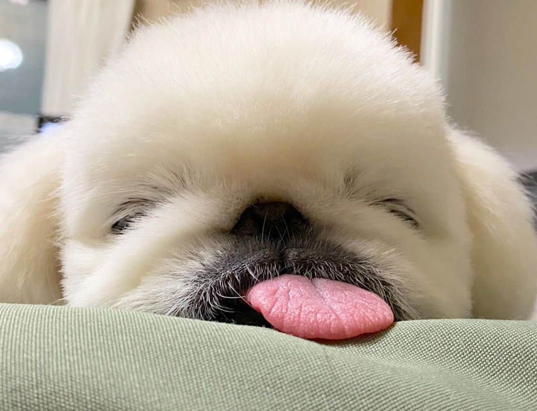 こなつのインスタグラム：「Good night もふもふ🍑🍑🍑」