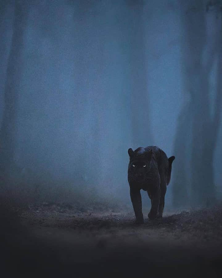 Discover Earthさんのインスタグラム写真 - (Discover EarthInstagram)「#discoverWildlife with @shaazjung: "In a powerful silence, I found the black Panther in the jungles of Kabini." 🇮🇳 - #blackpanther #panther #india @discoverwildlife  #discoverwildlife」7月8日 23時58分 - discoverearth