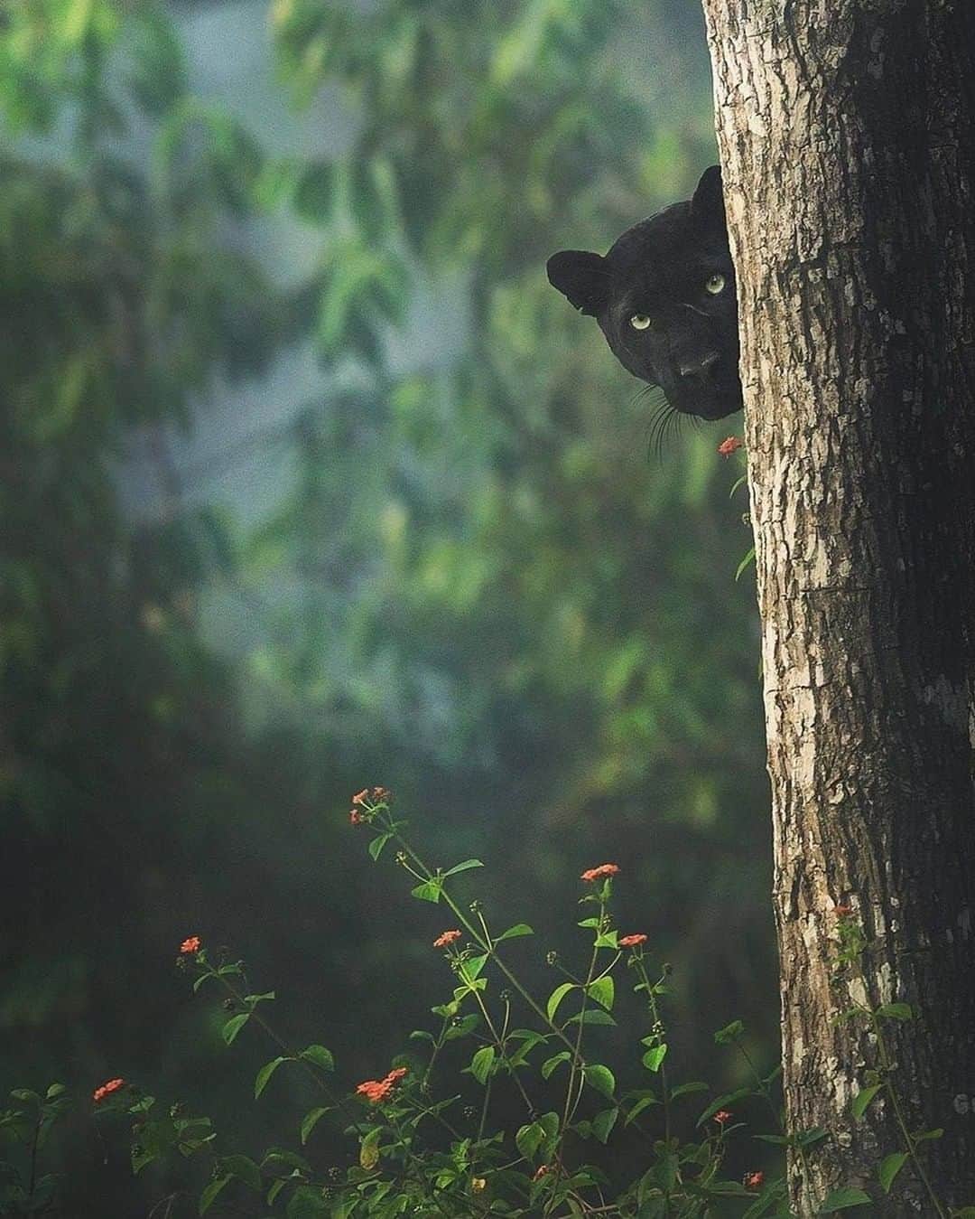 Discover Earthさんのインスタグラム写真 - (Discover EarthInstagram)「#discoverWildlife with @shaazjung: "In a powerful silence, I found the black Panther in the jungles of Kabini." 🇮🇳 - #blackpanther #panther #india @discoverwildlife  #discoverwildlife」7月8日 23時58分 - discoverearth