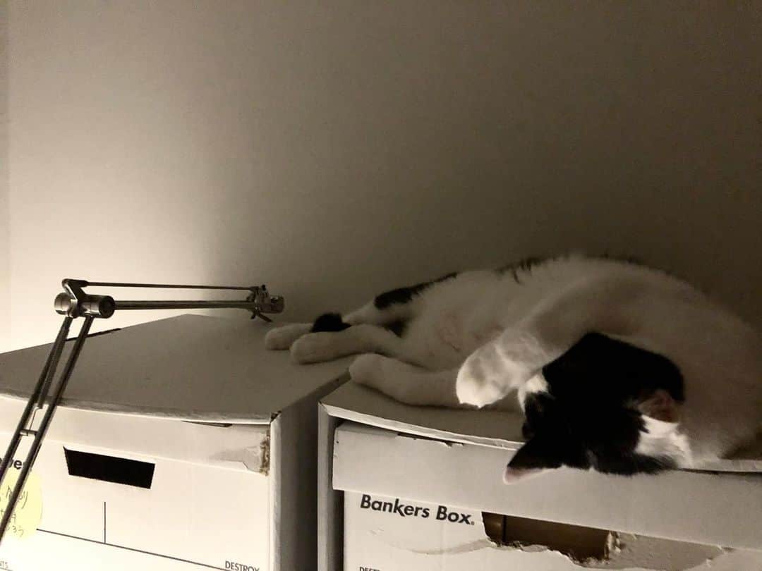 山本浩未さんのインスタグラム写真 - (山本浩未Instagram)「珍しくしおらしい寝姿。脚の間から尻尾🤣  #猫のいる生活 とは、 ボロボロにされても気にしない😑 #れぇこともへじ」7月9日 0時14分 - hiromicoy
