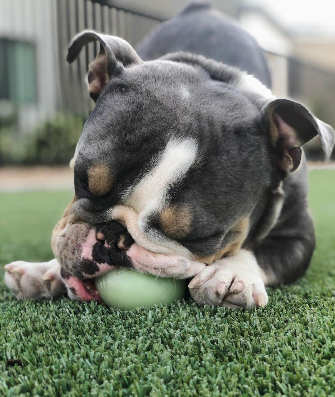 Bodhi & Butters & Bubbahさんのインスタグラム写真 - (Bodhi & Butters & BubbahInstagram)「Throw the ball! No, no take. Just throw 🎾  . . . . . . #baby #peanut #tennis #ball #life #dog #mom #bulldog #puppy #mylove #mylife #cute #boy #dogsofinstagram #bestoftheday #smile #sports #positivevibes #wednesday #dog #park #days」7月9日 0時27分 - keonistuff