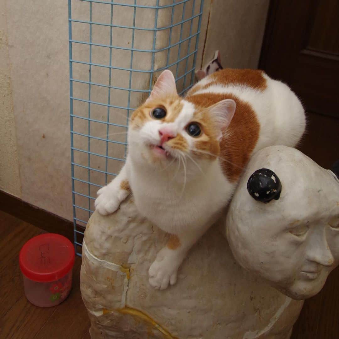 Kachimo Yoshimatsuさんのインスタグラム写真 - (Kachimo YoshimatsuInstagram)「真丸黒目。Black Eyes #うちの猫ら #oinari #猫 #ねこ #cat #ネコ #catstagram #ネコ部 http://kachimo.exblog.jp」7月9日 0時27分 - kachimo