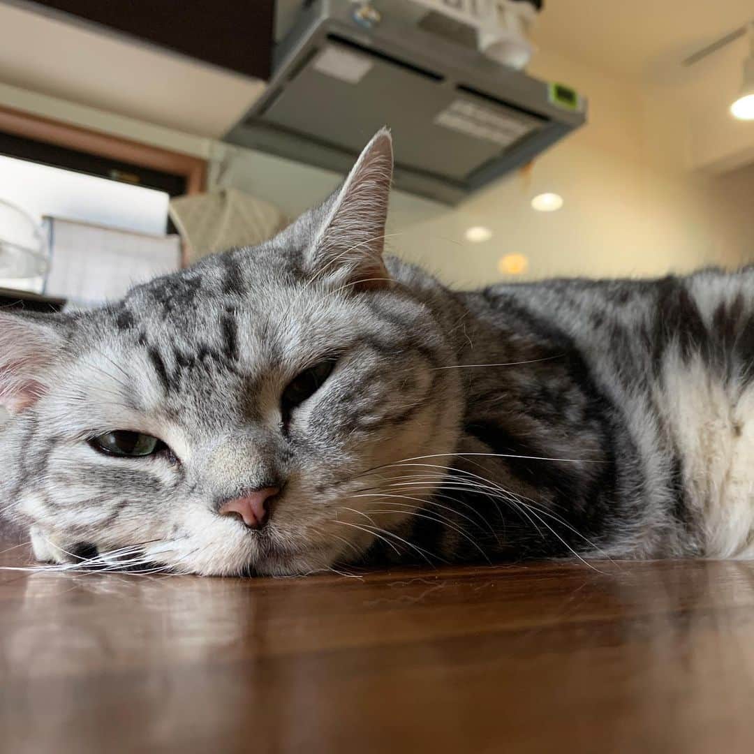 増崎孝司さんのインスタグラム写真 - (増崎孝司Instagram)「帰り道、キレな夕焼け見れた。 それだけで気分が明るくなる  #potting #cat #rainyday」7月9日 0時33分 - takashimasuzaki