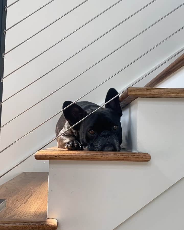 キャサディー・ポープのインスタグラム：「My son is an artist. Who did it better? Me or @cuppythepuppy? I don’t have the puppy eyes to really bring it home so no offense taken if you all vote for him. Also, have you checked out #LetMeGo yet?! 🎥 @sampalladio」
