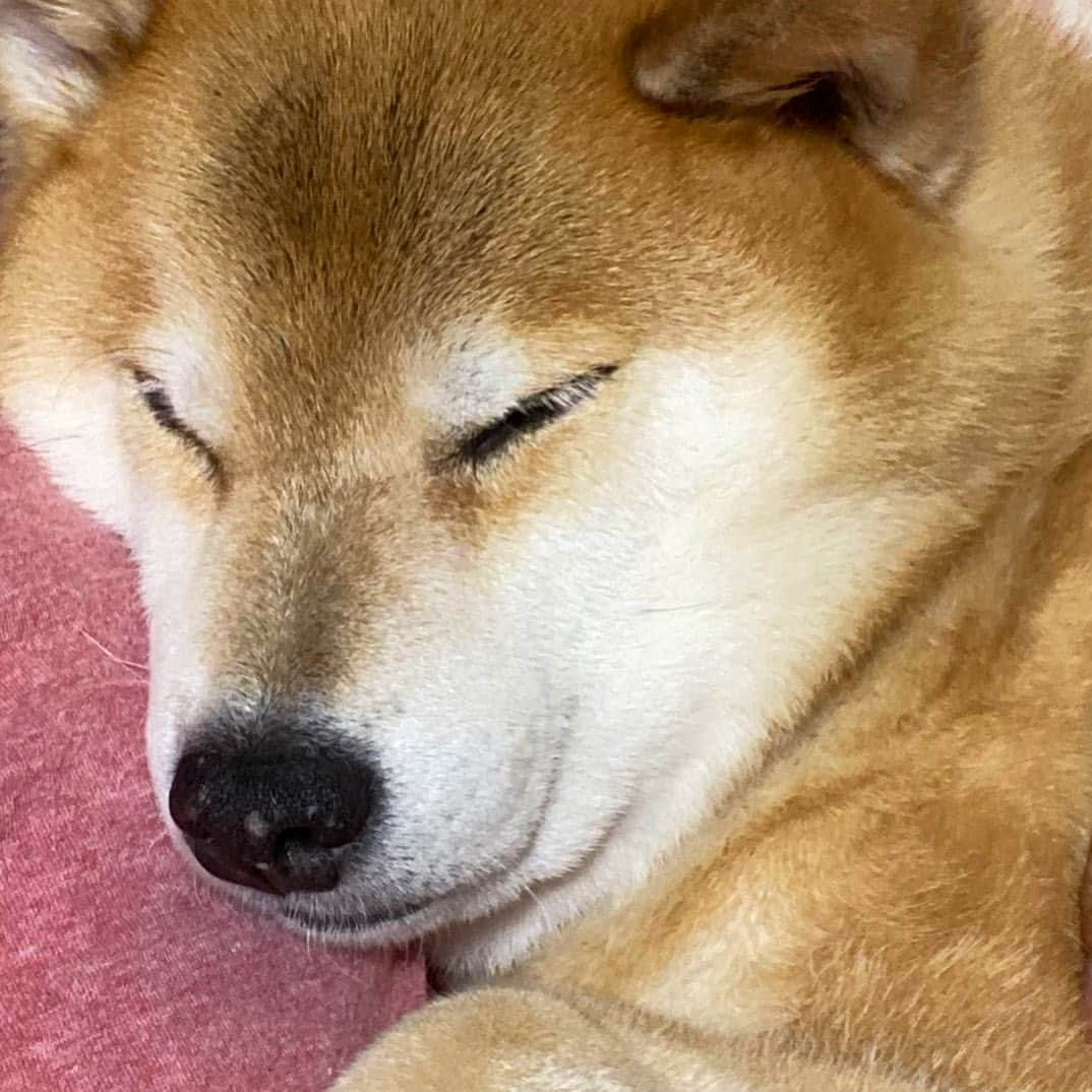 まる（まるたろう）さんのインスタグラム写真 - (まる（まるたろう）Instagram)「Good night!✨🐶💤✨近くで見るとフワフワ感凄いでしょ #触るともっとすぎょい #フワフワの毛むくじゃら #限界上限 #そろそろ脱ぎます」7月9日 0時34分 - marutaro