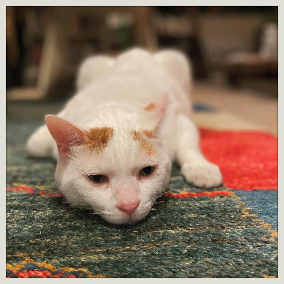 kumikoのインスタグラム：「グニャイ💤」