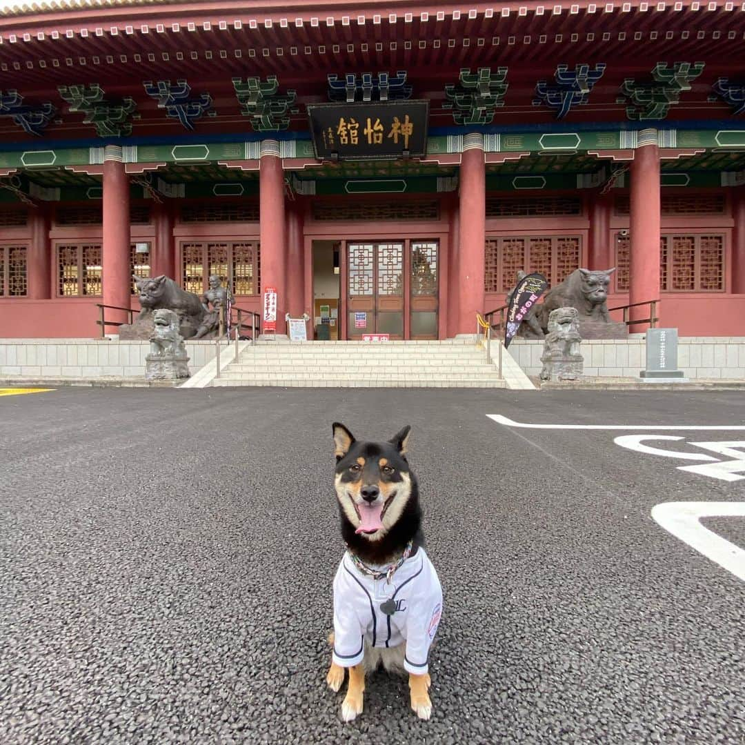 平山ユージさんのインスタグラム写真 - (平山ユージInstagram)「営業スタートして早くも8日になる神怡館へ✨✨  ひじきも裏の広い芝生走り放題で大興奮🌲🐕💨💨💨  そして、思う存分遊んだ後、広々玄関で大人しく待っていてくれた💕💕なんて良い子だ✨✨  そして自分は今日の目標、ポケットランジ課題を先ずは打ち込む🔥🔥ポケットへのランジ制度が肝だが最後のポケット保持もまた悪い。良い課題だったー✨✨  さらに最後は2段の赤課題、これはかなり良い感じになったけどタイムアップ⤴️次回の目標だね〜😎  神怡館は町の方々がたくさんいて楽しそうだった。町民の和が築かれ溜まり場になって欲しい😆😆  館内はとにかく広く、ソーシャルディスタンスはバッチリ確保出来る。この時期もってこいの場所、ぜひ一度足を運んでみて下さい！！  今日は地元の皆さん、楽しいセッション、ありがとうございました✨🙌🏻✨🙌🏻  @shinnikan  @thenorthfacejp  @beal.official  @blackdiamond  @climbskinspain  @squadraholds  @bluepillclimbing  @kumikiclimbing  @grizzlyholds  @magalaclimbingholds  @basecamp.import  @basecamponlineshop  @oganoclimbing  #oganoic #ogano #小鹿野クライミング委員会 #神怡館　#ひじき」7月9日 1時11分 - yuji_hirayama_stonerider