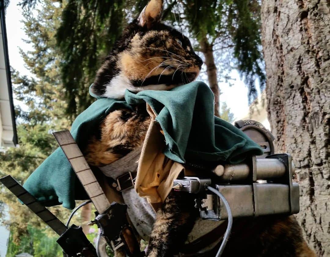 猫コスプレのインスタグラム