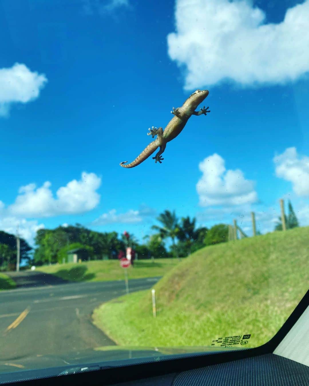 Bethany Hamiltonのインスタグラム：「Driving in Hawai’i 😄🦎」