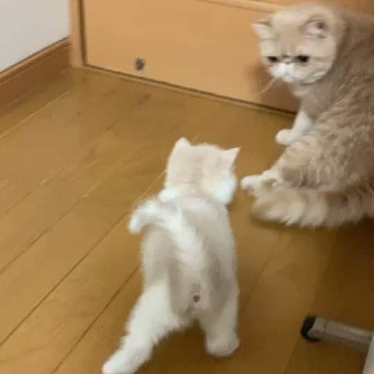 こちょねこ父さんのインスタグラム