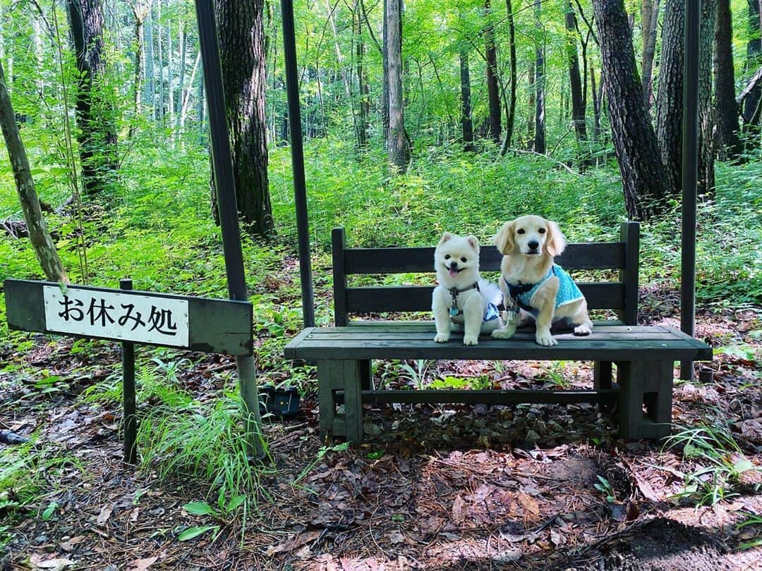 葵ゆりかのインスタグラム：「大自然♡ 暑いね😵☀️  #過去pic #愛犬　#にょろ　#おもち　　#ミックス犬　#ミニチュアダックス　#パピヨン　#マルチーズ　#ポメラニアン　#pomeranian #ポメ　#犬バカ部　#八ヶ岳　#べるが　#わんこ　#わんことお出かけ #dogstagram #犬バカ部　#instadog #dog #いぬ」