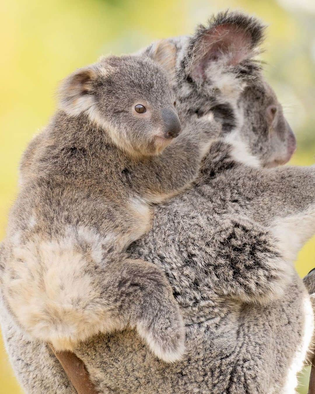 San Diego Zooさんのインスタグラム写真 - (San Diego ZooInstagram)「Koala butts are built for the high life. They have a reduced tail, a curved spine, and a round rear end with strong cartilage that provides extra padding for sitting in the crooks of eucalyptus branches. Cushy tushy ftw. #KoalityBums #KoalityContent #SanDiego #Koalafornia #SanDiegoZoo 📷 Todd Lahman」7月9日 11時33分 - sandiegozoo