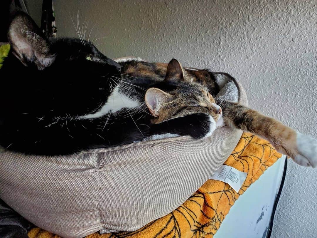 猫コスプレさんのインスタグラム写真 - (猫コスプレInstagram)「These two...  #CatNap #cuddles」7月9日 11時54分 - cat_cosplay