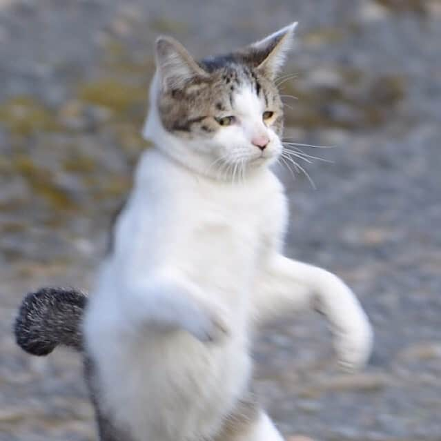 やふさんのインスタグラム写真 - (やふInstagram)「続いて #変顔京太 の最高傑作をリポスト . #cat #neko #catlovers #catsofinstagram #catstagram #instacat #猫 #ねこ #ネコ #保護猫 #京太」7月9日 12時06分 - kyafy