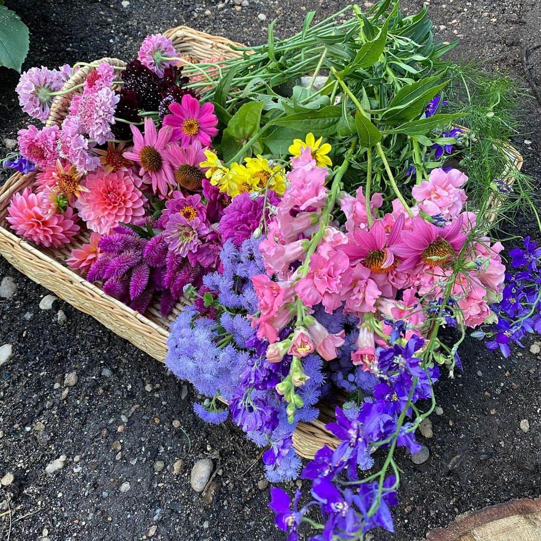 クリスティ・ブリンクリーさんのインスタグラム写真 - (クリスティ・ブリンクリーInstagram)「Everyone could use a little magic and miracles... that’s where flowers and rainbows come in. Hope these give you a smile 🌼🌸🌺🌻🌈☀️⛅️ for more garden magic check out my stories 🧚🏼towerhillfarm #brinkleyfarm #victorygarden #familyfarm #organicgarden #love」7月9日 3時10分 - christiebrinkley