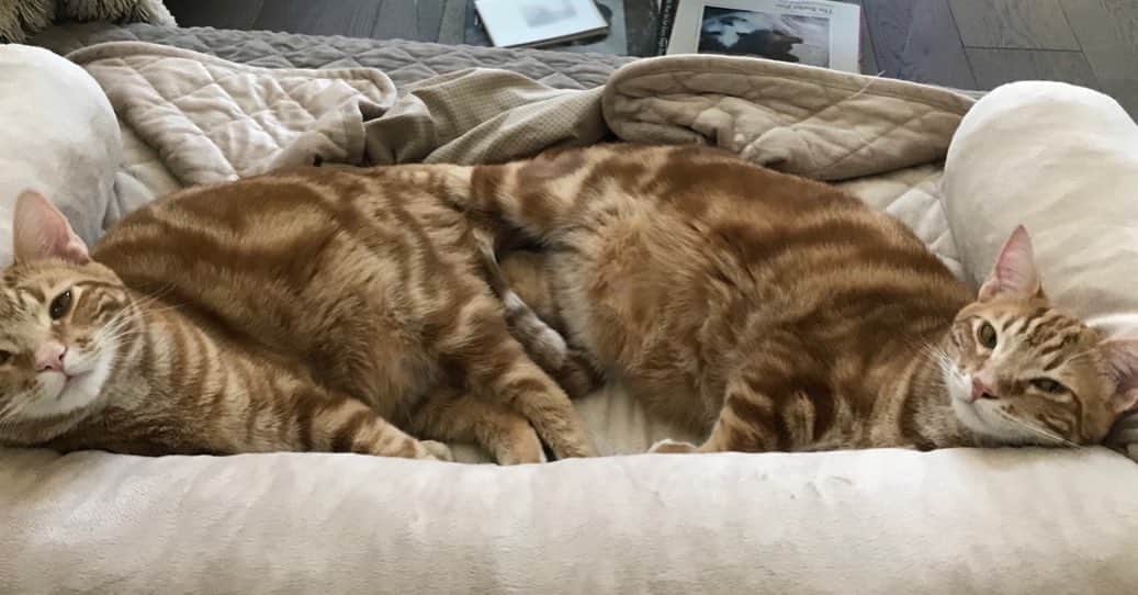 ギーザー・バトラーさんのインスタグラム写真 - (ギーザー・バトラーInstagram)「2 of my cats enjoying some togetherness - and why not, eh? #brothers」7月9日 4時13分 - geezerbutler