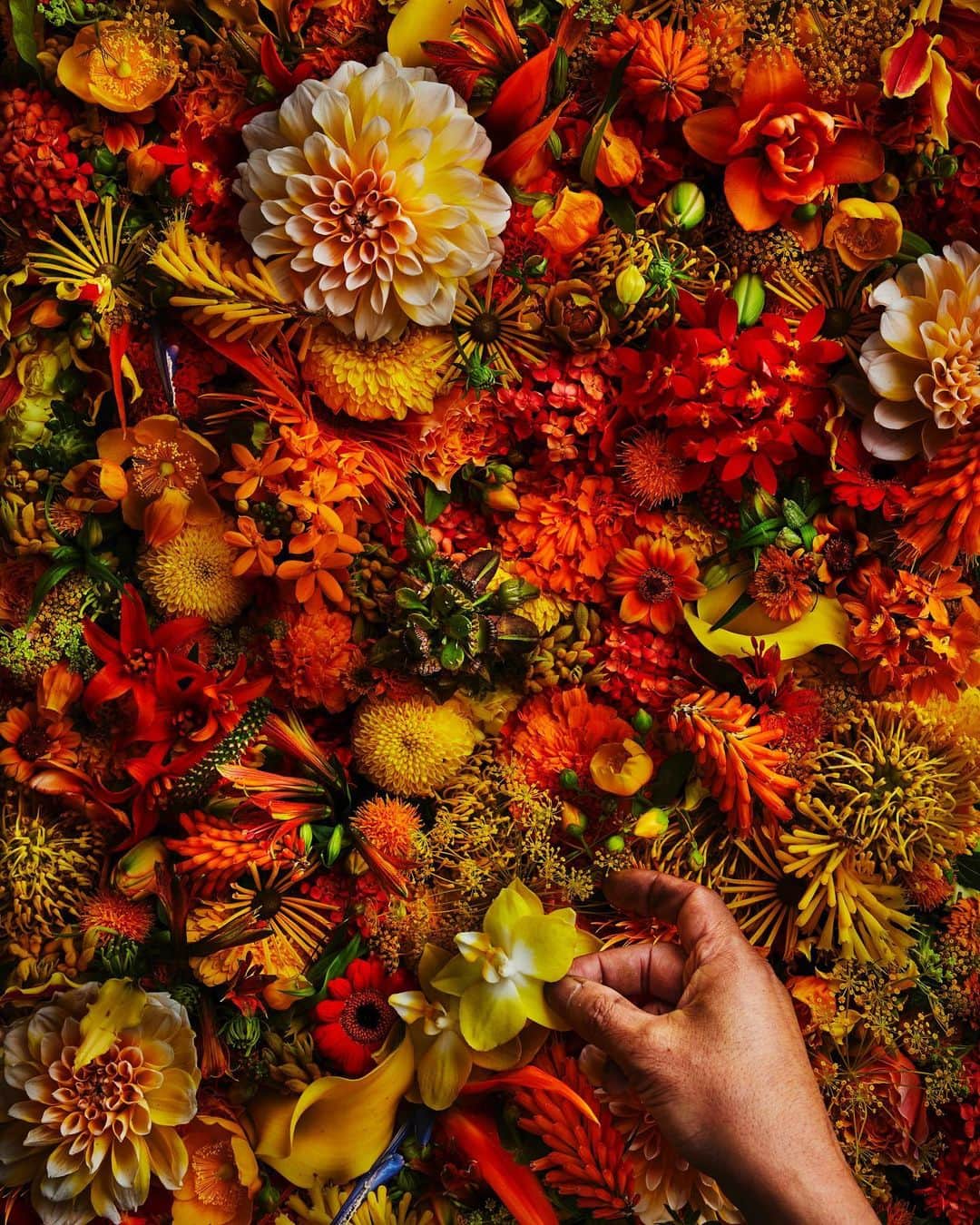 東信のインスタグラム：「Flowers #amkk #amkkproject #makotoazuma #azumamakoto #東信花樹研究所 #東信 #jardinsdesfleurs #shiinokishunsuke #flowerart #flower #flowers」