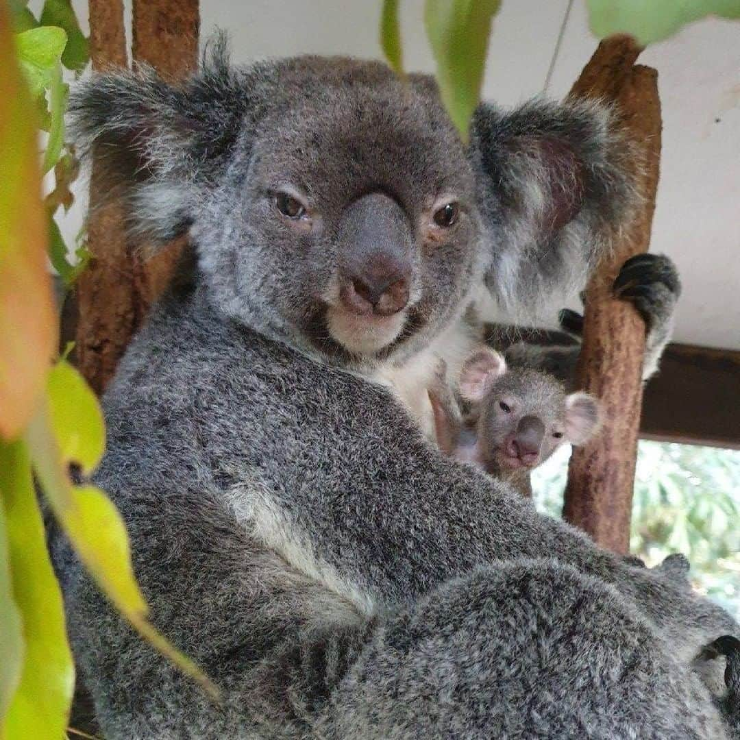 Australiaさんのインスタグラム写真 - (AustraliaInstagram)「If being ridiculously cute is a skill, then this tiny joey is koala-fied 😍 Meet @lonepinekoala Sanctuary’s second koala joey of the season and this time... it’s a girl! She recently popped her fuzzy little head out of her mum's pouch and as you can see, she is already stealing hearts! You can visit this adorable duo at @lonepinekoala in @queensland’s @visitbrisbane which has recently reopened however if you're thinking of stopping by be sure to prebook a ticket! Photo: Keeper Karen #seeaustralia #thisisqueensland #thisisbrisbane」7月9日 5時00分 - australia