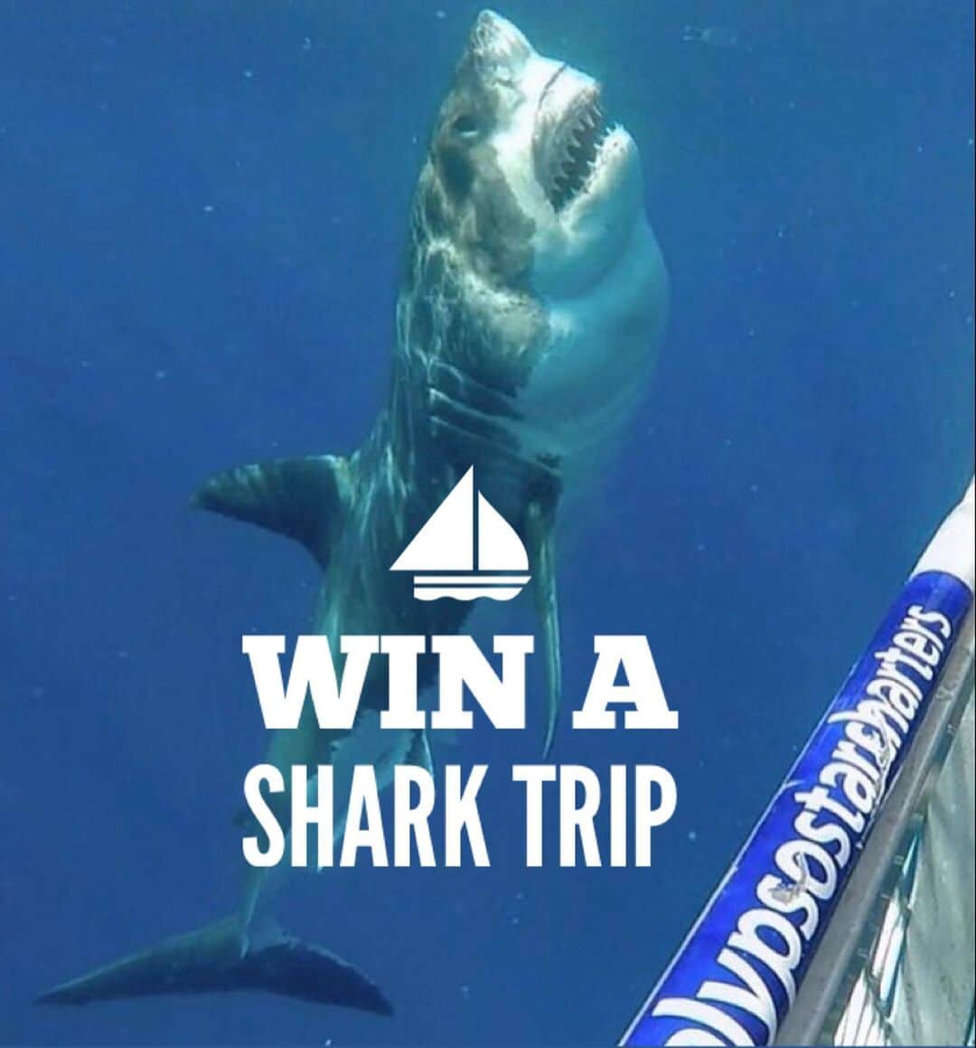 WildLifeさんのインスタグラム写真 - (WildLifeInstagram)「During these difficult times we want to give you something to look forward to:  We are giving you a chance to win a Shark trip IN AUSTRALIA with @calypsostarcharters! flights and accommodation included, To WIN:  1.GO Follow: @discoversharkstours and also follow every account they are following (it only takes 20 seconds to follow all 23 accounts)  2. Like this post  3. Tag a friend (1 tag = 1 entry, enter as many times as you wish). 4. (Bonus) Share this post on your IG Story for an additional entry!  The winner will be chosen randomly ‪on July 25th 2020 & announced on @discoversharkstours account.  Please Note: This sweepstake is in no way sponsored, administered, or associated with Instagram, PayPal, TransferWise, or any Brands in the contest images. By entering, entrants confirm they are 18+ years of age, release Instagram of responsibility, and agree to Instagram's term of use. ( 📷 @calypsostarcharters ) #greatwhitesharks #greatwhiteshark #cagediving」7月9日 5時24分 - wildlifepage