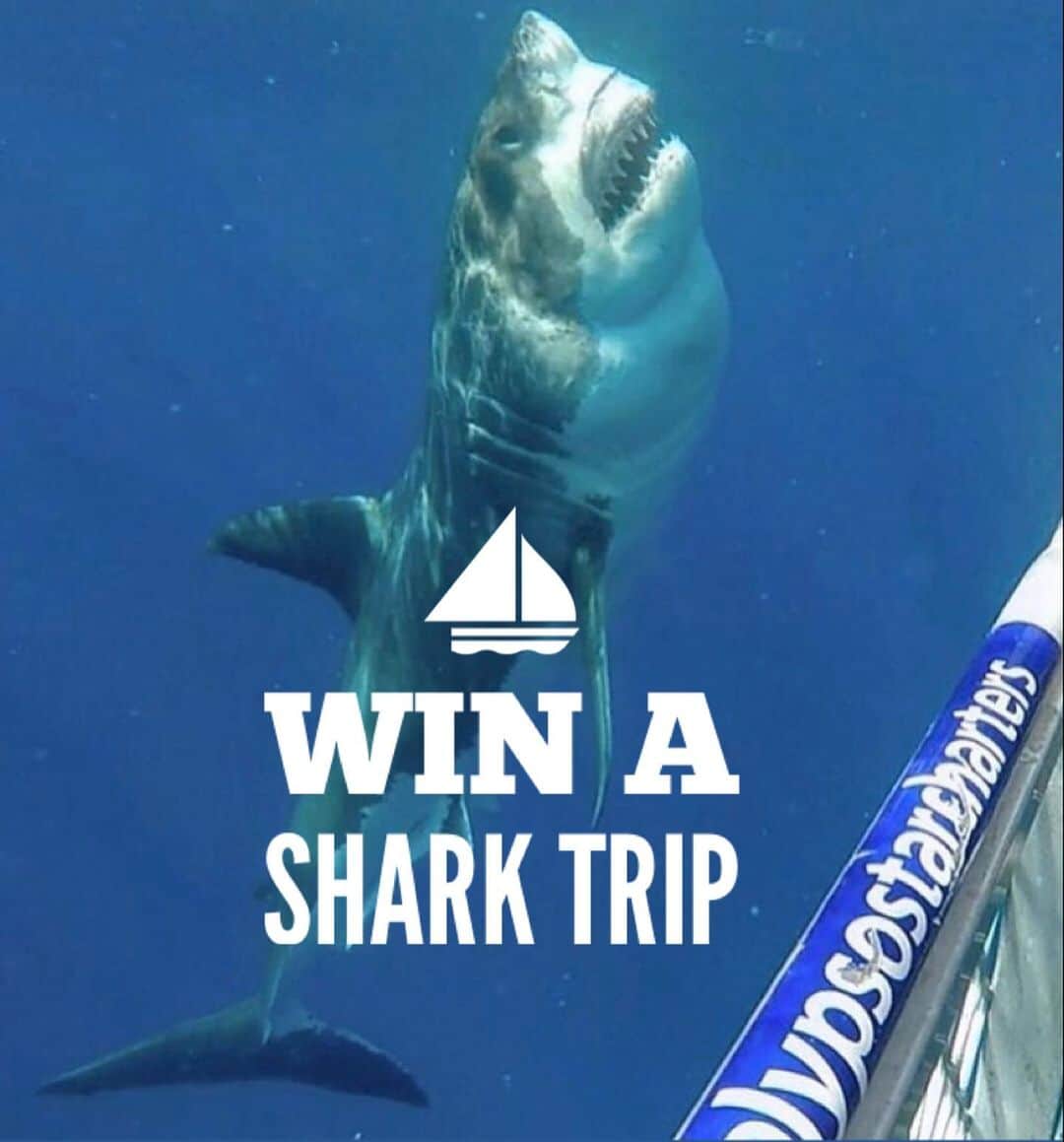 WildLifeのインスタグラム：「During these difficult times we want to give you something to look forward to:  We are giving you a chance to win a Shark trip IN AUSTRALIA with @calypsostarcharters! flights and accommodation included, To WIN:  1.GO Follow: @discoversharkstours and also follow every account they are following (it only takes 20 seconds to follow all 23 accounts)  2. Like this post  3. Tag a friend (1 tag = 1 entry, enter as many times as you wish). 4. (Bonus) Share this post on your IG Story for an additional entry!  The winner will be chosen randomly ‪on July 25th 2020 & announced on @discoversharkstours account.  Please Note: This sweepstake is in no way sponsored, administered, or associated with Instagram, PayPal, TransferWise, or any Brands in the contest images. By entering, entrants confirm they are 18+ years of age, release Instagram of responsibility, and agree to Instagram's term of use. ( 📷 @calypsostarcharters ) #greatwhitesharks #greatwhiteshark #cagediving」