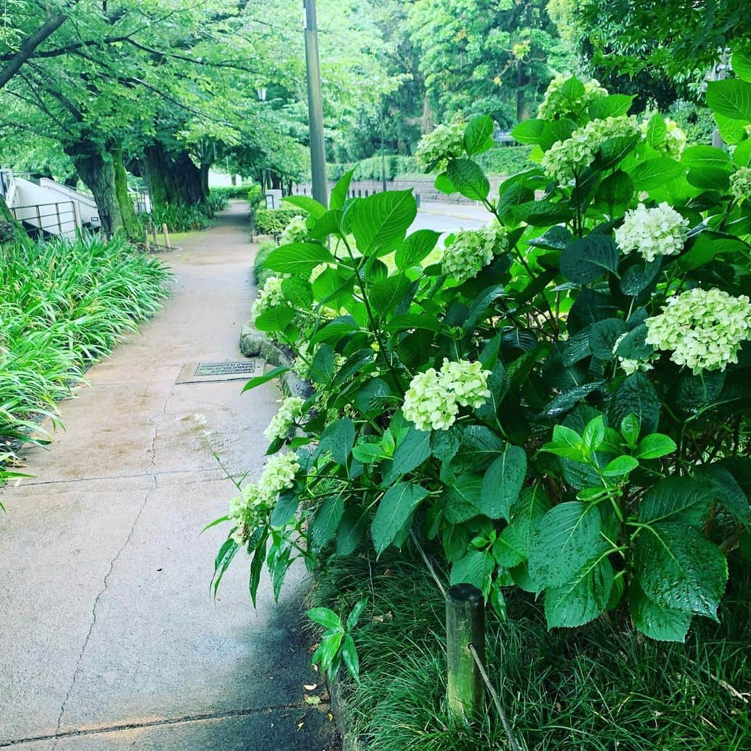 皇居ランナビさんのインスタグラム写真 - (皇居ランナビInstagram)「まだまだ梅雨は続きますね☔️  九州や東海にかけては引き続き大雨の恐れとのこと。。。 私も昨年の台風19号の際は河川の氾濫警報により避難したので、他人事ではありません。 被災された方々へ心よりお見舞い申し上げます。  千鳥ヶ淵緑道は、晴れの日と雨の日の雰囲気が全然違うのですが、先日は白い紫陽花が雨に濡れてとても綺麗でした✨  皇居ランの際は千鳥ヶ淵緑道へも足を運んでみてはいかがですか？😊  #皇居 #皇居ランナビ #皇居ラン #皇居ランナー #おもてなしランナー #ランニング #ハシリマスタグラム #running #runner」7月9日 5時50分 - kokyorun_navi