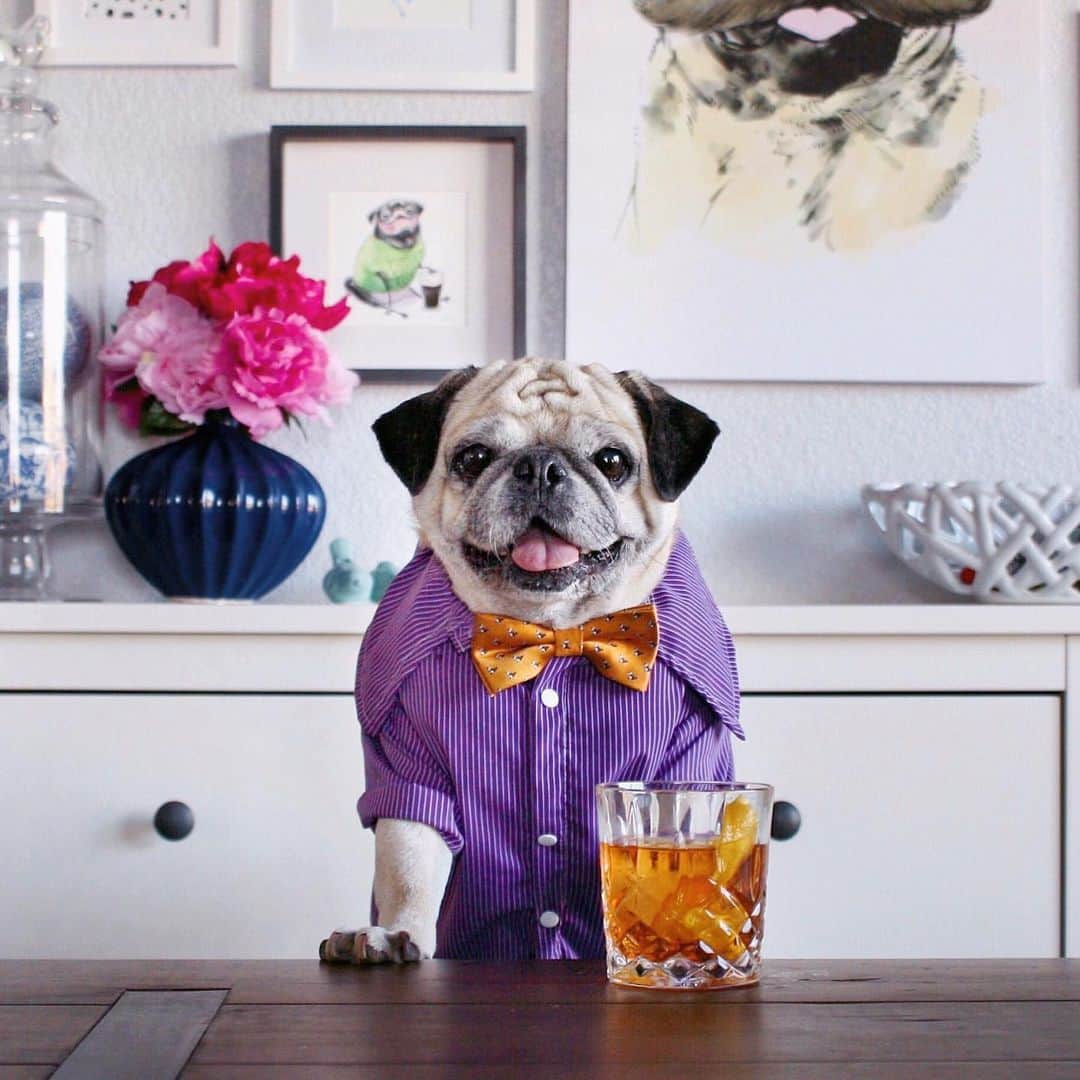 ロッコさんのインスタグラム写真 - (ロッコInstagram)「Best dang smile EVER! Maybe Ella will enjoy making cocktails too, it’s not likely but a girl can dream 😊🥂 . . . #Roccothepug #pug #puglife #pugstagram #pugsofinstagram #dogsofinstagram #weeklyfluff #theweekoninstagram #austindogs #dogsofbark #teampixel #atx #buzzfeedanimals #speakpug #imbibe #happyhour #cocktails #craftcocktails」7月9日 5時52分 - roccothepug