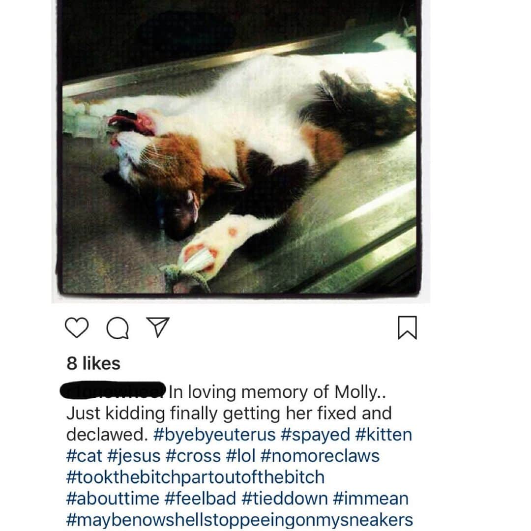 City the Kittyさんのインスタグラム写真 - (City the KittyInstagram)「Rhoda Hogan wanted her money to help end this cat cruelty when she was gone. 💔 In honor of Molly, this poor declawed cat, please take a couple minutes to politely reach out to Cornell Feline Health Center and @cornellvet and ask them why they lied about Mrs Rhoda Hogan's $100,000 bequest money and what are they going to do with her remaining $25,000. (After 12 years, Cornell STILL hasn’t  used Mrs Hogan’s remaining $25,000!) 😾😾😾😾😾 WHAT ARE THEY WAITING FOR? 😾😾😾 . Please S & S this post and petition! It takes 60 seconds. Petition is on our Instagram bio link.❤️  What if this happened to your mother or grandmother? 💔😿 An amazing woman named Rhoda Hogan passed away in 2007 and left a $125,000 bequest to go to, (her words) "An organization to be used to publicize and educate the public about the cruel effect of de-clawing cats and to support legislation forbidding it." Cornell Feline Health Center talked a good talk and in 2008 was awarded this large bequest over The Paw Project  Mrs Hogan's lawyer TRUSTED that Cornell would fulfill Mr Hogan's wishes. 😾  1) Cornell said they spent $100,000 of Mrs Hogan's bequest on 6 short videos that their cat behaviorist told us, "I was just the person they contacted to do the videos. They actually contacted me to just write the content (which I did) and then they ended up asking me to do the videos. I don’t even remember if I was paid to do the videos but if I was it was only a few hundred dollars for my time. We did the video in two days.” 🙀😾 (CORNELL LIED ABOUT HOW THEY USED MRS HOGAN'S $100,000.)😾😾😾😾🐾  2) Cornell never supported the NY anti-declawing bill that recently passed. 😾   How can a large institution like @cornellvet get away with this?😾😾🐾  Mrs Hogan is still turning over in her grave and we need to help her! 😾😾😾 She has no living relatives and we told her lawyer and he didn't care.  😾 www.citythekitty.org #pawsneedclaws #stopdeclawing  More about this huge injustice-http://citythekitty.org/cornellrhodahogan/ #Cornell #Cornellvet #CornellFeline #Ithaca #CornellFelineHealthCenter #newyorkcats  (Photo of declawed cat isn't connected to Cornell.) #dosomething #voiceforthevoiceless 🐾」7月9日 6時32分 - citythekitty