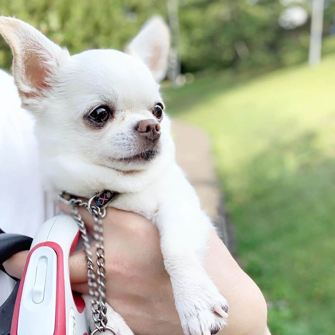 KORIKIのインスタグラム：「おはようございます♪ * #dogofsapporo #dog, #dogs, #dogstagram,#chihuahua,#犬バカ部,#チワワ,#koriki, #hanadog #白スムチ連合会, #スムチー,  #dogofthedayjp, #dogoftheday  #ilovemydog #instadog #instapet #WhiteChihuahua  #吉娃娃 #치와와  #dogsofinstagram #Chihuahualover  #ชิวาวา #チワワの輪 #barkbox #WhiteChihuahuaParty #もふもふモフモフ」