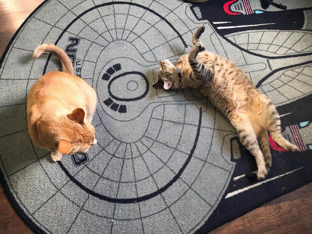 Snorri Sturlusonのインスタグラム：「Getting settled in! Ruth and Snorri are best friends already. She is the cat ambassador, made him feel quite welcome ❤️ #snorrithecat #catburglar #kittyklepto #ruth #startrek」