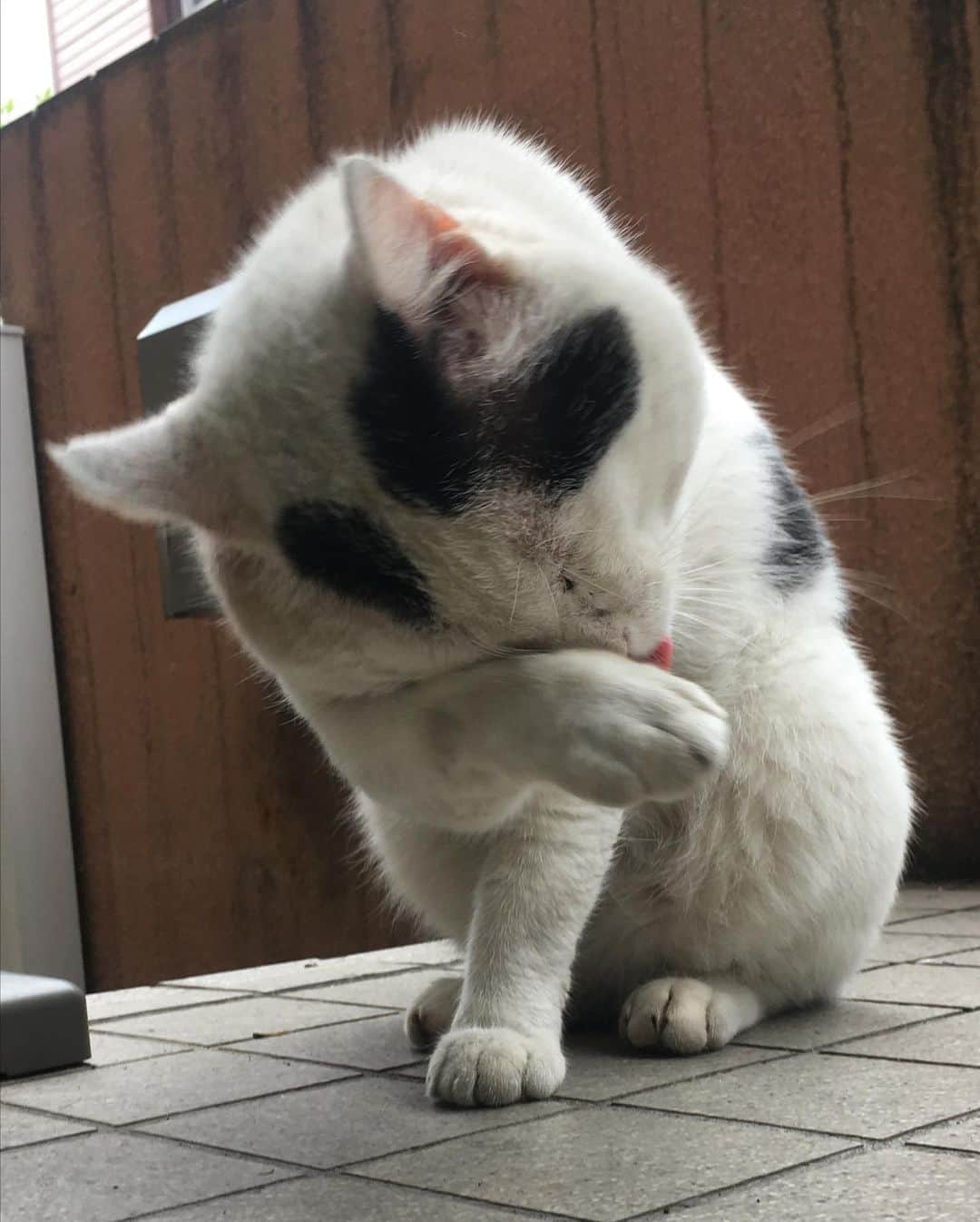 Kachimo Yoshimatsuさんのインスタグラム写真 - (Kachimo YoshimatsuInstagram)「おはようナナクロ Good Morning Nanakuro  Photo:2019.07.09 ご飯食べて、 毛繕いして、 帰って行く日々。  #うちの猫ら #nanakuro #1年前のナナクロ #猫 #ねこ #cat #ネコ #catstagram #ネコ部 http://kachimo.exblog.jp」7月9日 12時26分 - kachimo