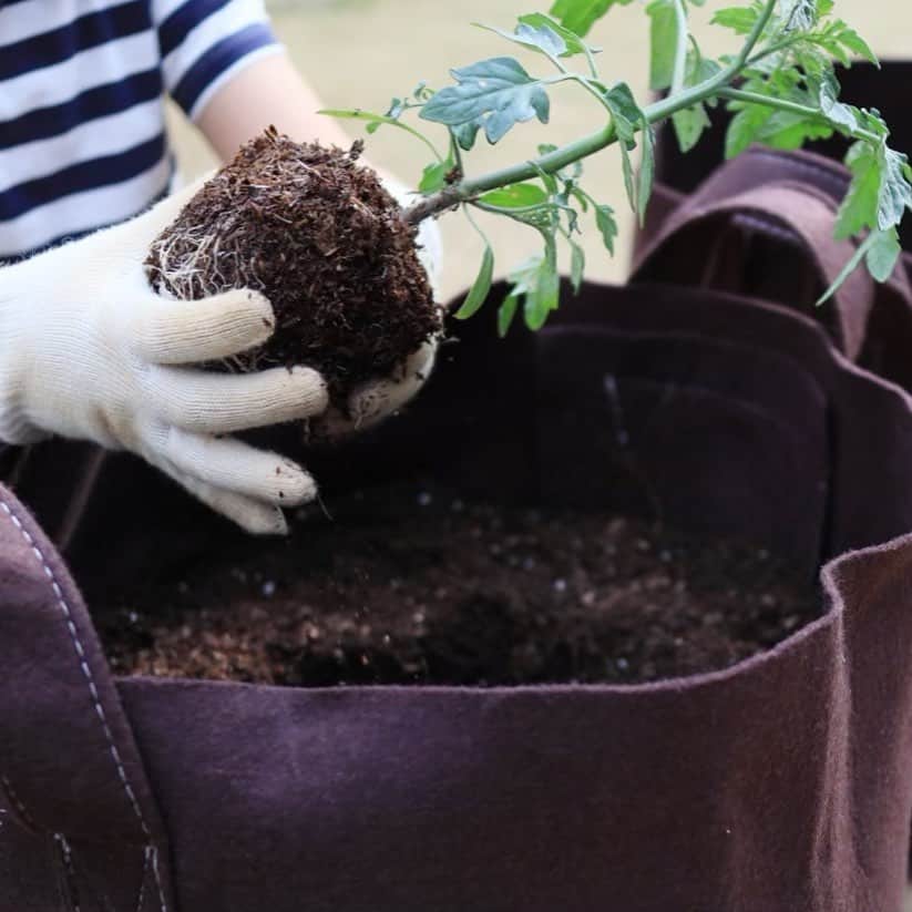 nika.homeさんのインスタグラム写真 - (nika.homeInstagram)「2020.7.9 . ステイホーム中に植えた野菜が続々と☺️今年はトマト、キュウリ、オクラ、枝豆！フェルトバッグで栽培していますがどれも良い感じに次々と成長してくれています。ちょっと見ない間におばけきゅうりにおばけオクラに👻甘いトマトにするには水は少なめ！バッグ栽培だと水の管理はしやすいです。 先日TVで小さな袋で育てることで苗に適度なストレスを与えることができ、これも甘さに繋がる、と見かけて！見た方いるかなぁ？？それに妙に納得したんです😌うちのトマト甘いなぁ✨と美味しさを実感していたから🥰適度なストレスを感じているみたい🤭 広い畑で野菜を作っている母からは「あらちっちゃくて可愛いわね〜」と言われますが😛バッグでも美味しいトマトが収穫できるんだなぁと改めて嬉しくなりました。トマトもキュウリもひとつだから枯らせません💪 野菜もこの雨で成長も収穫も一時中断。強い雨が降り続いています。心配です。みなさまどうかお気を付けてお過ごしください。 .」7月9日 7時48分 - nika.home