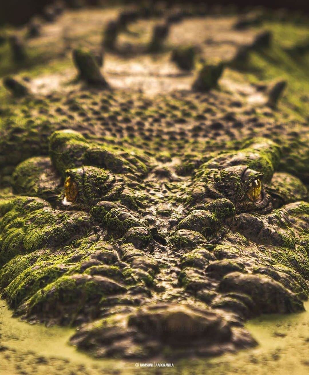 WildLifeのインスタグラム：「@discovercrocodiles 😍 Photo by @iamsavi」