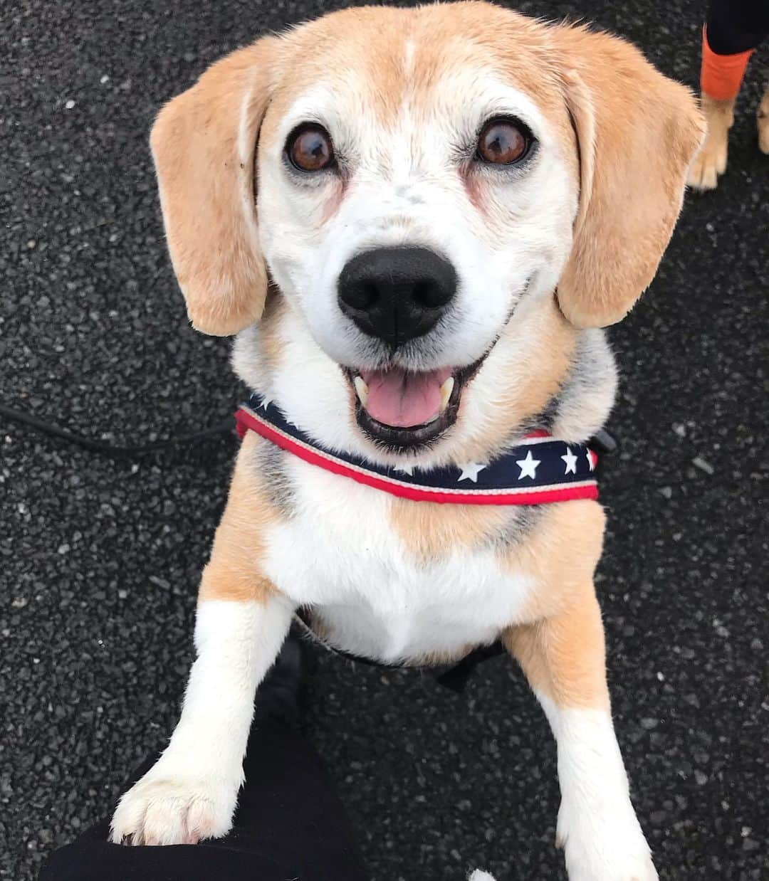 柴犬のモモさんのインスタグラム写真 - (柴犬のモモInstagram)「おはようございます。雨の朝ですが、お友達ワンコに会えて幸せです #カッパ隊 #いぬ #イヌ #犬 #柴犬 #赤柴 #日本犬 #犬バカ部 #ふわもこ部 #いぬら部 #癒しわんこ #柴犬マニア #犬のいる暮らし #口角キュキュッと部 #shiba #shibainu #shibadog #dogstagram #dogsofinstagram #shibastagram #shibasofinstagram #shibamania #inu #instadog #toyota_dog」7月9日 7時51分 - shi_ba_i_nu_momo