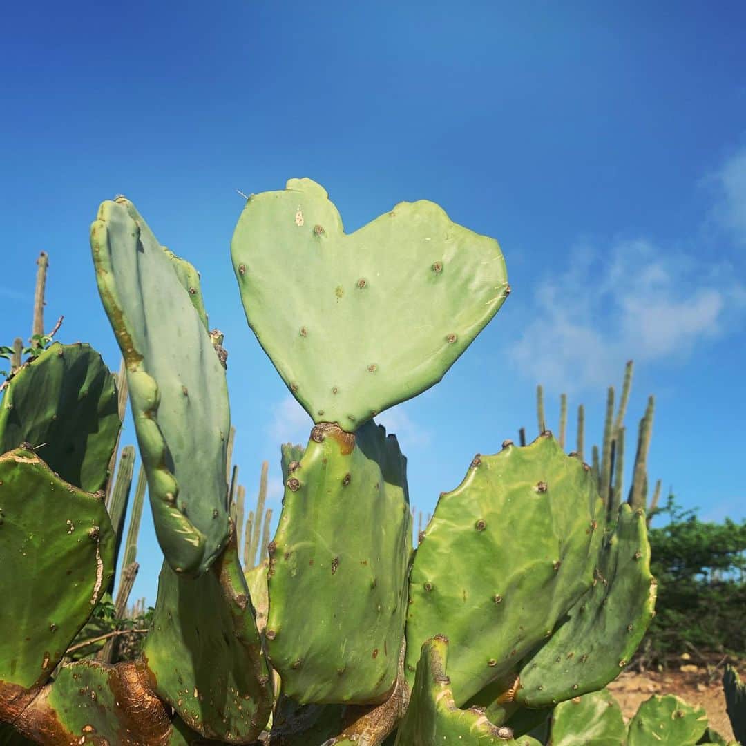 レイチェル・ブレイセンさんのインスタグラム写真 - (レイチェル・ブレイセンInstagram)「love actually is all around ⁣ ⁣ this heart-shaped paddle cactus grows wild in our backyard. I spent a good 20 minutes today sitting in the dirt looking at it, just smiling.⁣ ⁣ maybe my heart is growing wild, too  🌵❤️」7月9日 8時16分 - yoga_girl