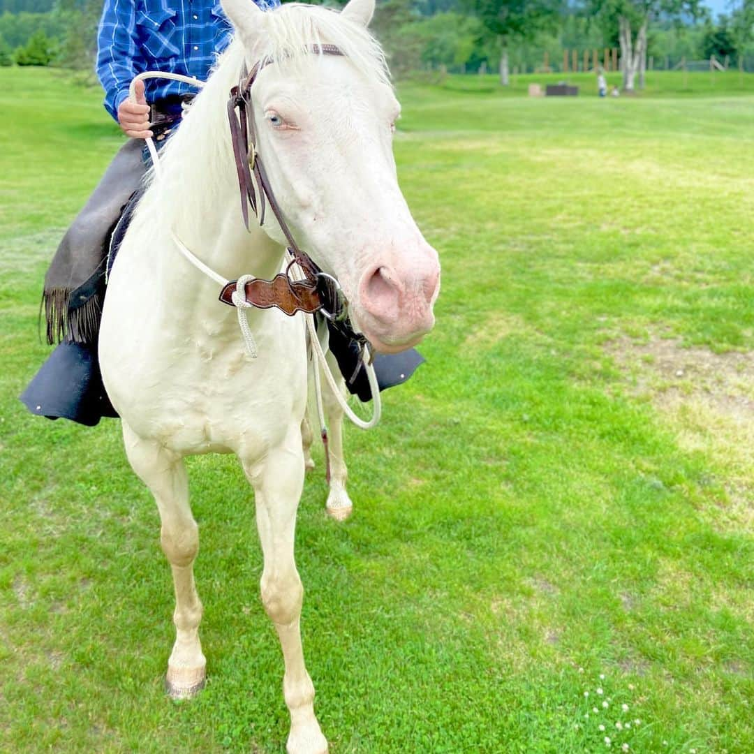 星野リゾート　トマムさんのインスタグラム写真 - (星野リゾート　トマムInstagram)「ひかりくん、7歳です🐎大きな身体で安定しているため、乗馬の時は大活躍！英語名はジャスティンです📝  Hikari-kun, 7 years old🐎 He has a big body and is stable. The English name is Justin📝  #星野リゾート #リゾナーレ #リゾナーレトマム #トマム #hoshinoresorts #risonaretomamu #risonare #北海道 #Hokkaido #北海道旅行 #星野集團 #Hokkaidotrip #Japan #japantravel #絶景  #旅行気分 #おうちで旅体験 #旅は魔法 #妄想旅行 #farm #ファーム #horse #horseriding #馬 #乗馬」7月9日 8時25分 - hoshinoresorts_tomamu