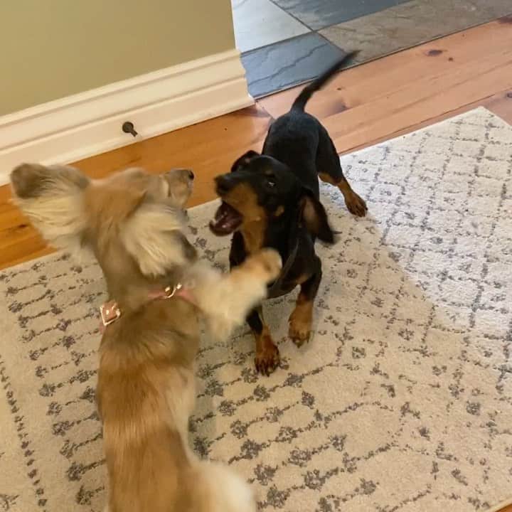 Crusoe the Celebrity Dachshundのインスタグラム：「“Daphne’s been dyin’ for me to wrestle again so I obliged her for a little sesh! 😬😅” ~ Crusoe」